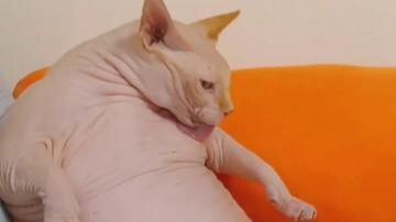 Chú heo béo ú