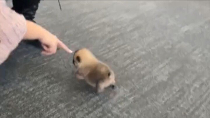 “So cute… you little rascal”