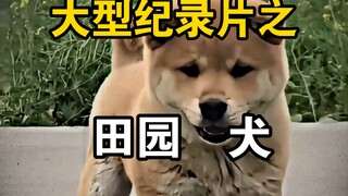 大型纪录片之《田园犬》持续为你播出