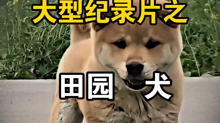 大型纪录片之《田园犬》持续为你播出