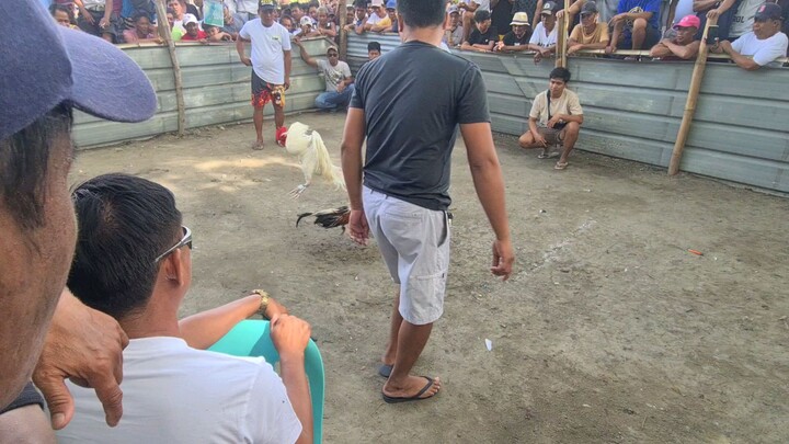 sabong