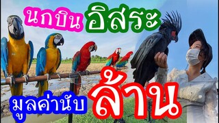นกบินอิสระมูลค่านับล้าน We Love FreeStyle Flying ณ ร้าน ชะตาธรรมชาติ (Chata Thammachart) EP.139