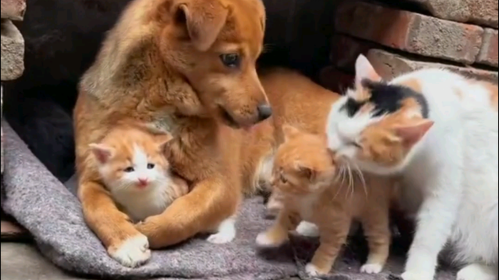 Anda dapat mengetahui bahwa mereka adalah anak biologis Anda.