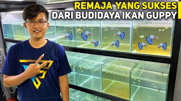 CRITA SUKSES BUDIDAYA IKAN GUPPY HASILKAN OMSET JUTAAN RUPIAH !! SAMPAI KIRIM KE LUAR NEGRI !!!