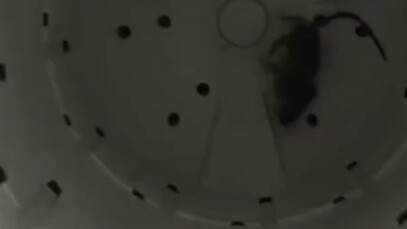 Một con chuột rơi vào máy giặt và trải qua cảm giác quay hàng nghìn vòng mỗi giây!