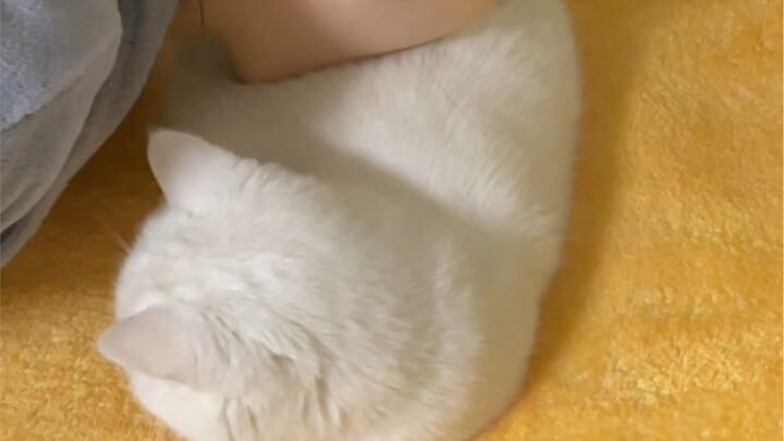 Gigitan pantat dari mama