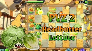PVZ 2, Butterhead Lettuce