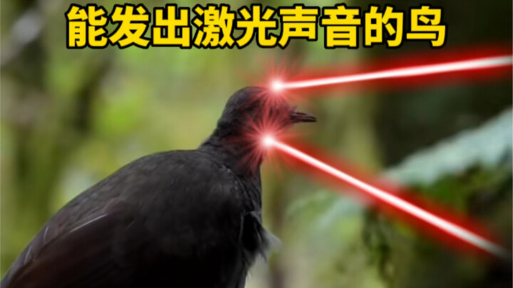 The lyrebird can imitate the sound of a laser gun—this is truly awesome!