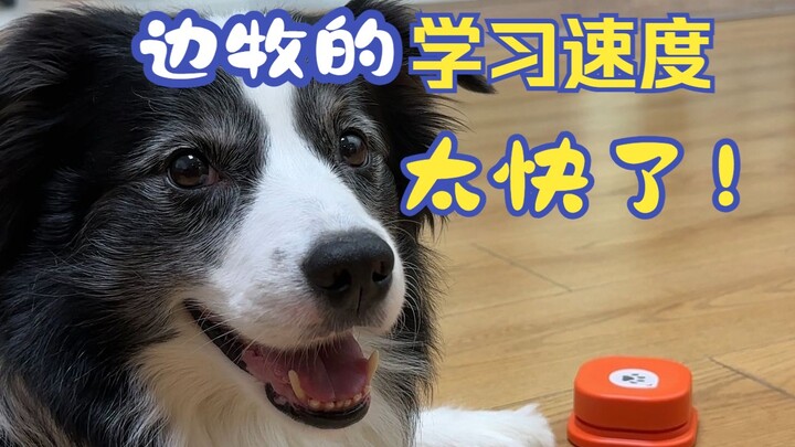 Kecepatan belajar Border Collie ini terlalu cepat!!