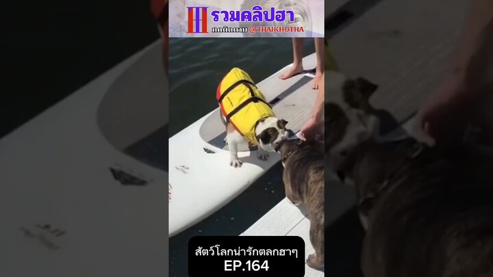 รวมคลิปตลกฮาๆ EP.274 #สัตว์เลี้ยง  #ตลก #shorts #tiktok #funny #สัตว์โลกน่ารัก #dog #doglover #pets