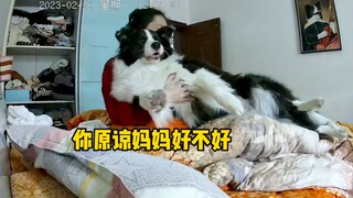 这家的人和边牧都很现实