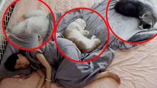 What will happen when you sleep with five cats?