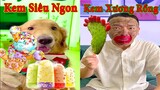 Thú Cưng TV | Tứ Mao Đại Náo #33 | Chó Golden Gâu Đần thông minh vui nhộn | Pets cute smart dog