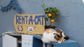 Rent a cat (rentaneko) sub indo