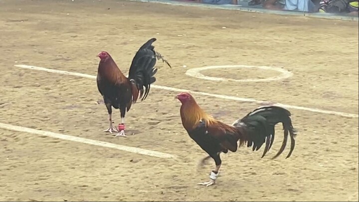 Hatch/Claret from Nichson Herradura, a StandSid broodcock, wins in Montalban, Mar 15, 2025