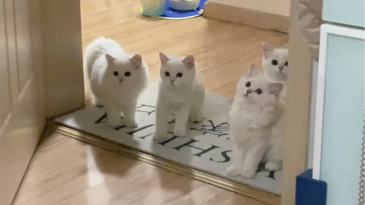 I could eat these little kittens one after another!