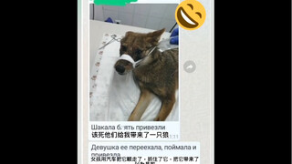 Saya pikir itu seekor anjing, tetapi ternyata itu adalah nenek moyang seekor anjing.