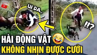 Tin 3 Phút Hài | Tổng hợp tình huống 'HÀI ĐỘNG VẬT' không cười không lấy tiền P14