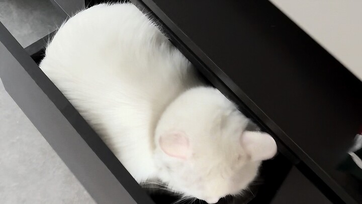 Cats are mean, people are kind!