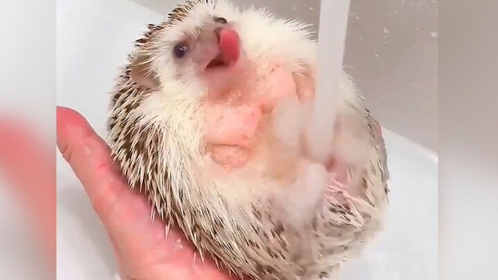 Did you know little hedgehogs “smile” too?
