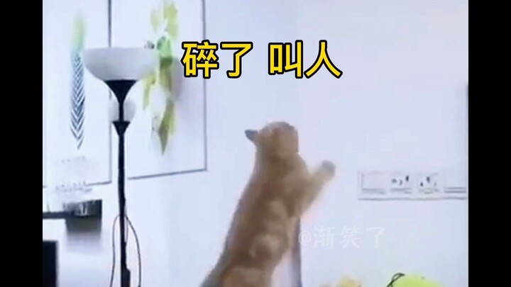Seberapa lucu sih kucing kecil? Sampai aku melihatnya sendiri