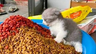 🐈 Who is the boss in the house 😺 A compilation of funny cats and dogs for a good mood! 😺