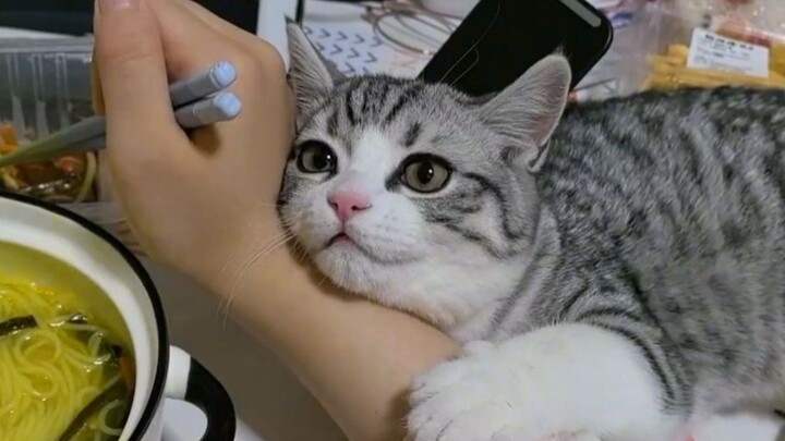 “Có những người trời sinh đã được mèo yêu thích!”