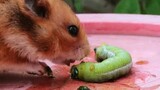 Hamster makan ulat besar, anoreksia bertahun-tahun sembuh (Bagian 1)