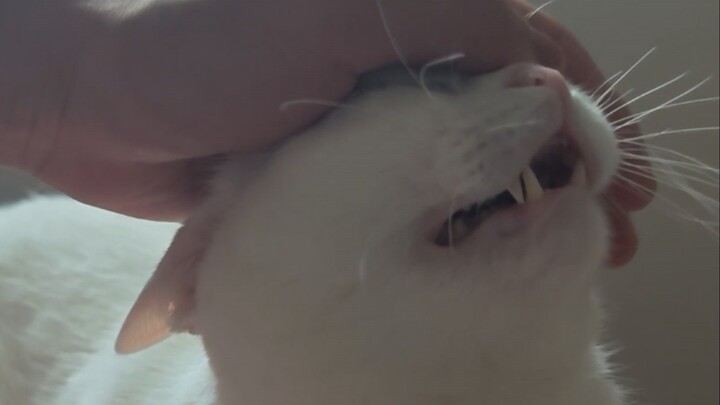 How Much Do Cats Love Rubbing Their Noses?