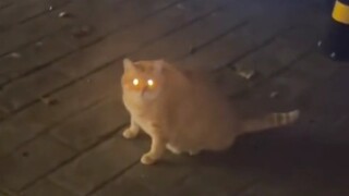 Cat: You insulted me in 4 sentences