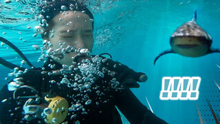 [Olahraga]Berenang Dikelilingi Ikan Hiu di Akuarium Raksasa