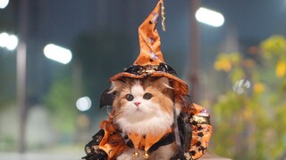 الضوء ساطع جدًا! السر وراء أن قطة بيتي يمكنها أيضًا أن تملأ حدقة عينها هو...