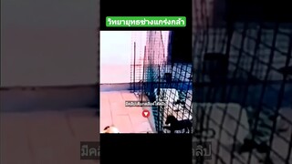 วิทยายุทธช่างแกร่งกล้า
