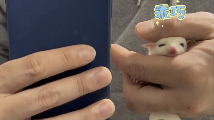 我有飞行系小怪物了~起名就看你们的了