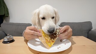 Dance|If A Golden Retriever Got Hands