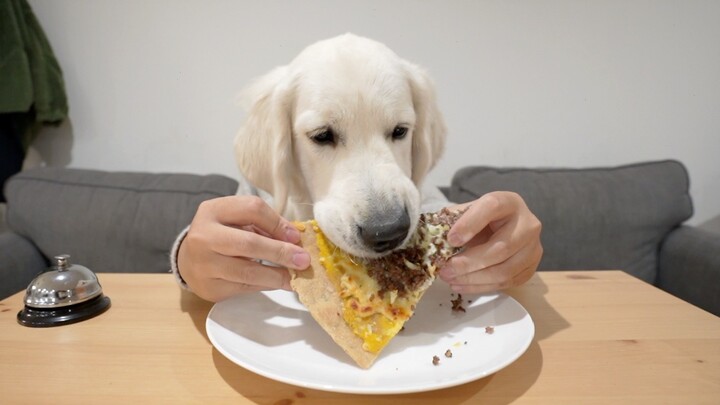 Binatang|Ketika Golden Retriever Memiliki Dua Tangan