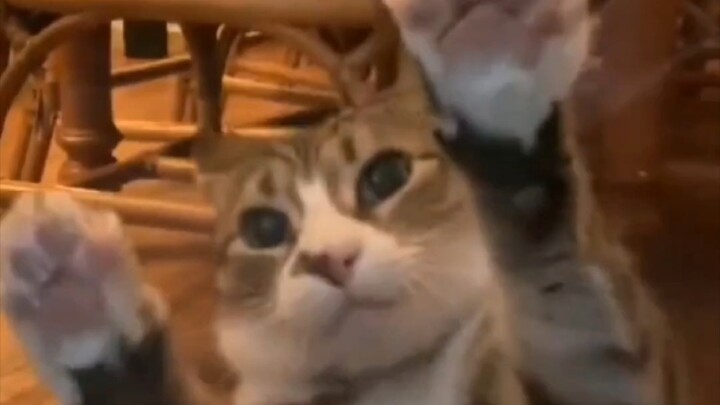 “Kucing punya kecerdasan, tapi tidak banyak”