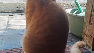 si Gembul ni boss knalin dong☺