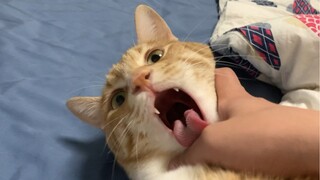 Play with an orange cat happily in three seconds.