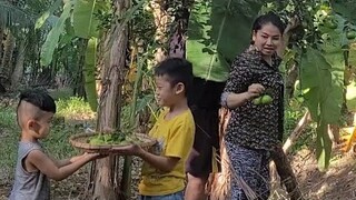 Thu Hoạch Vườn Quýt Đường Của Ông Bà Để Lại|ATML &FAMILY T47