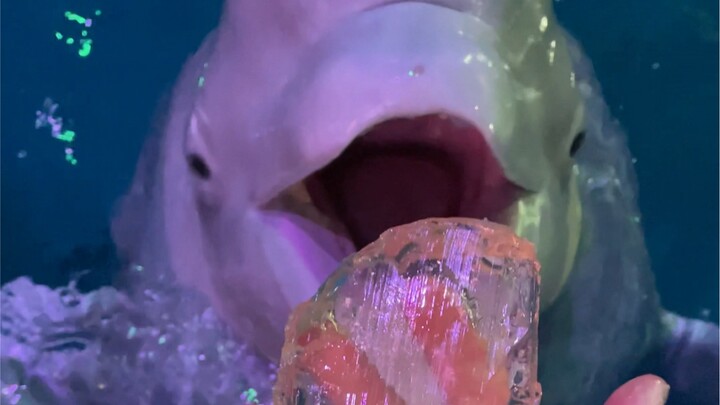 วาฬสีขาวดื่มด่ำกับการกินน้ำแข็ง