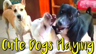 Cute Dogs Playing