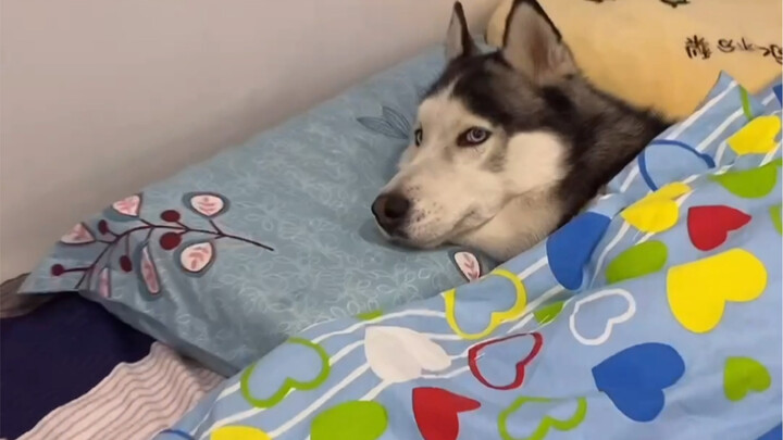 Anjing Husky dipakai untuk menghangatkan kasur? Setelah kamu selesai memanfaatkanku, kamu langsung m