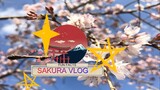 CHERRY BLOSSOMS |Sakura in Japan