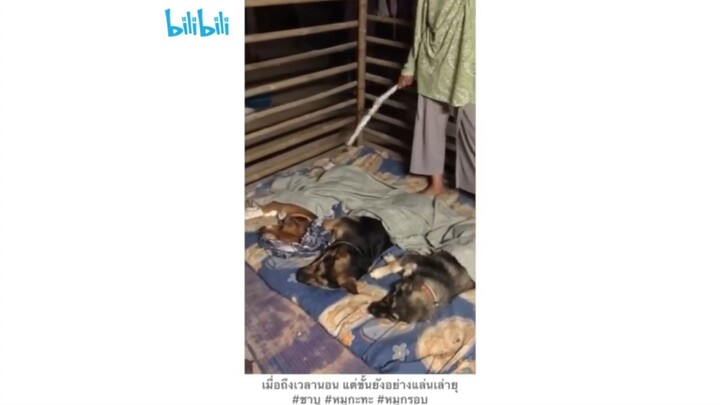 เมื่อถึงเวลานอนแต่แันยังอยากเล่นอยู่