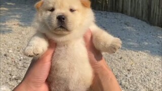 Tusong Dog, the Chinese native dog, is the Samoyed of China.