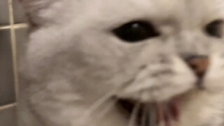 In short! Cats are good! People are bad!
