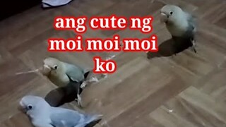 Cute lovebirds #Kamoimoi #Kamoymoy