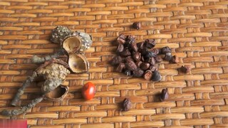 HẠT DỔi RỪNG - Đi tìm Vàng đen Tây Bắc