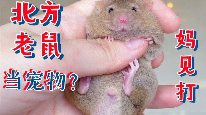 【แม่เห็นต้องตี】ฉันซื้อหนูเหนือสองตัวมาเลี้ยงเป็นสัตว์เลี้ยง… วิดีโอประจำวันของมนุษย์จิ๊ว หนูซาติน หน